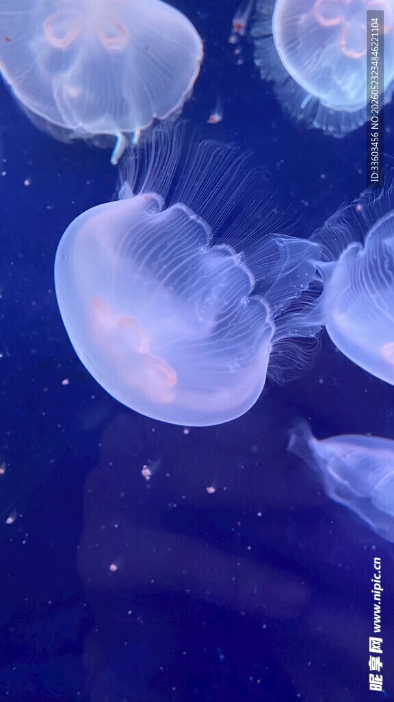 梦幻水母在深海中漂浮