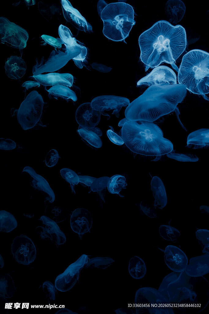 梦幻水母在深海中游动