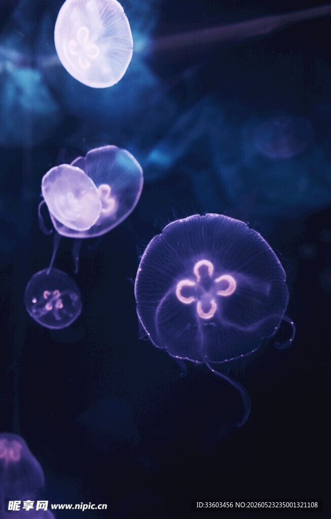 梦幻水母在水中轻盈游动