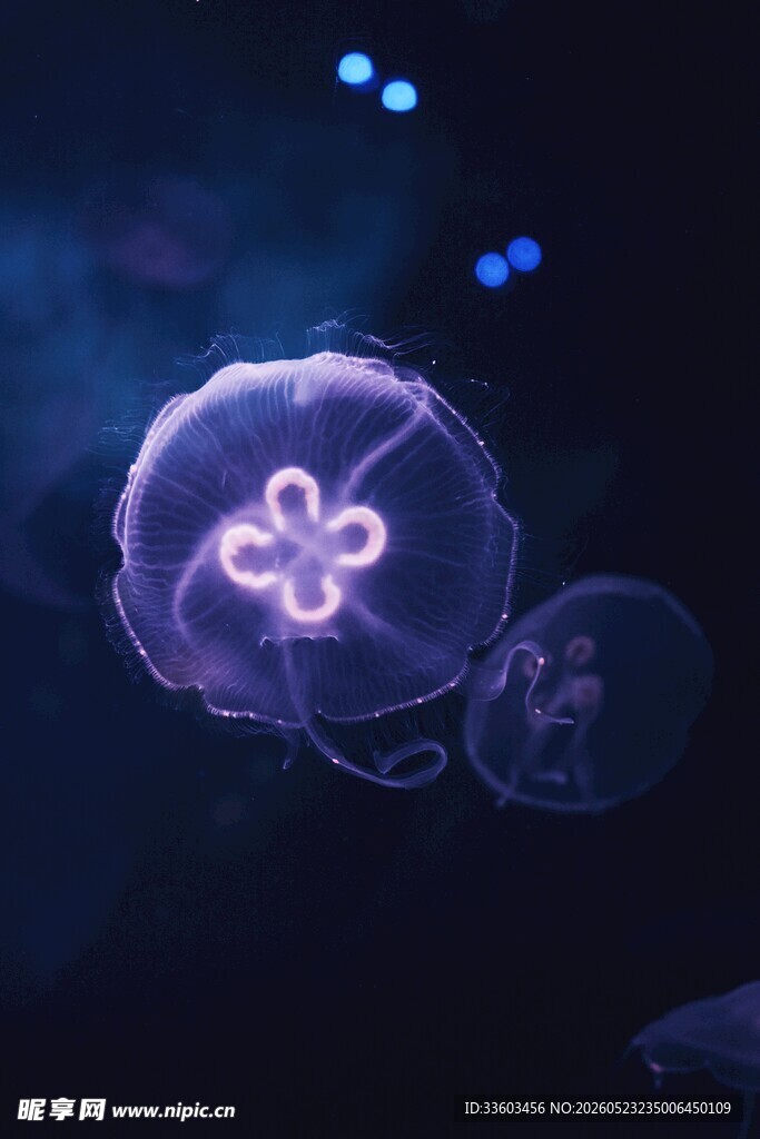 梦幻水母在水中悠然游动