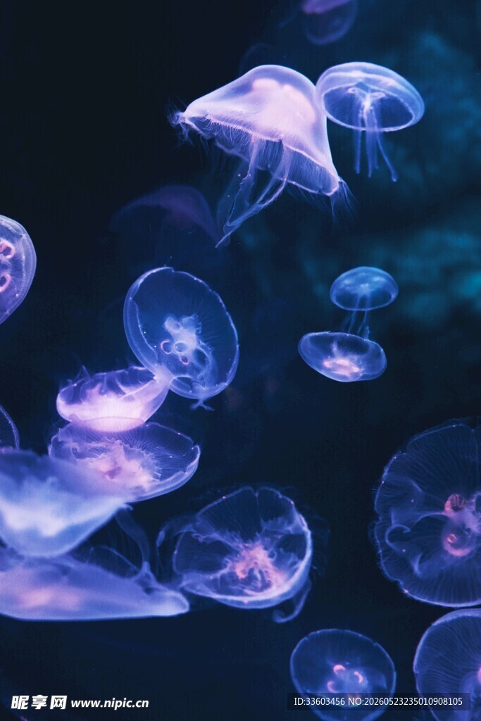 梦幻水母在水中轻盈游动