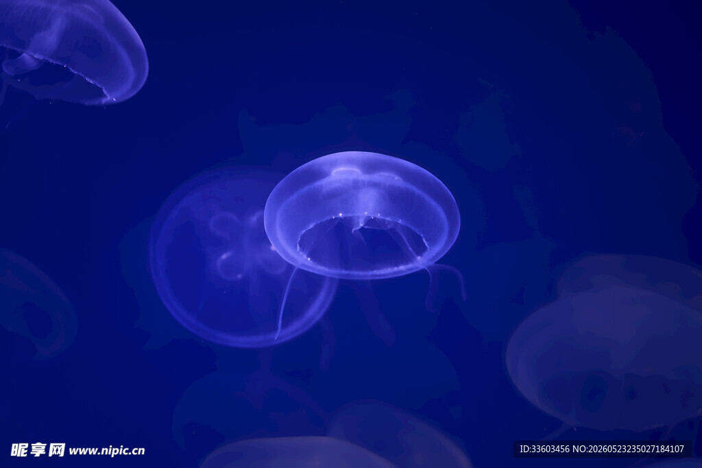 梦幻水母在深蓝中漂浮