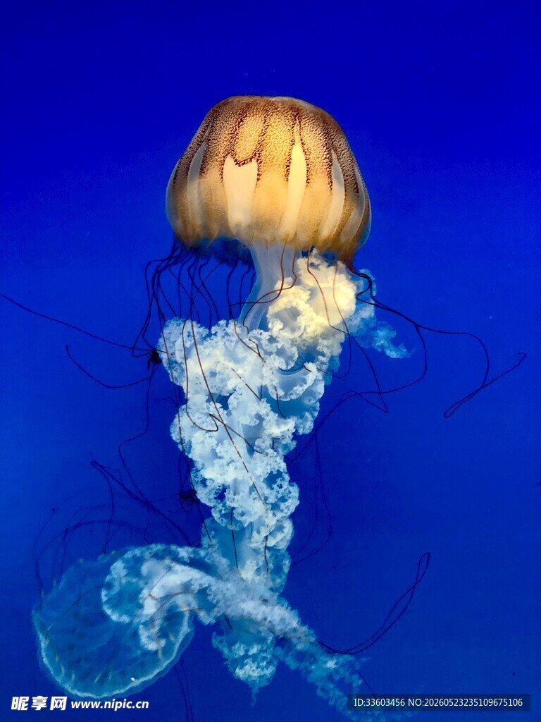 梦幻水母在水中优雅游动