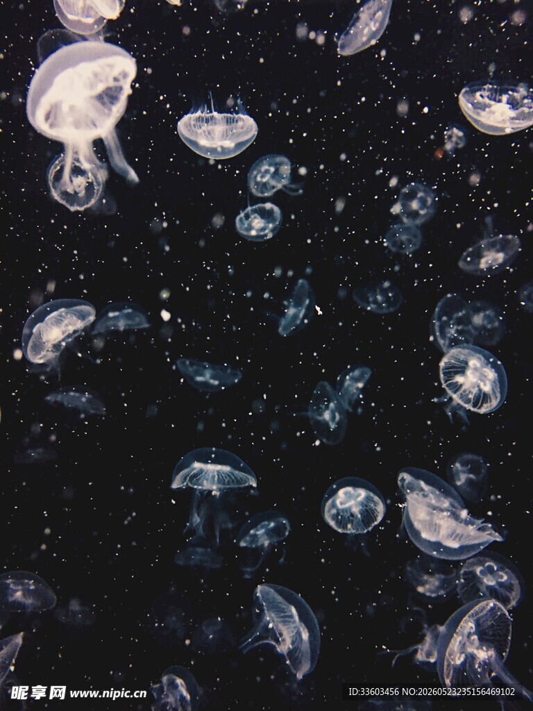 梦幻水母在深海中游动