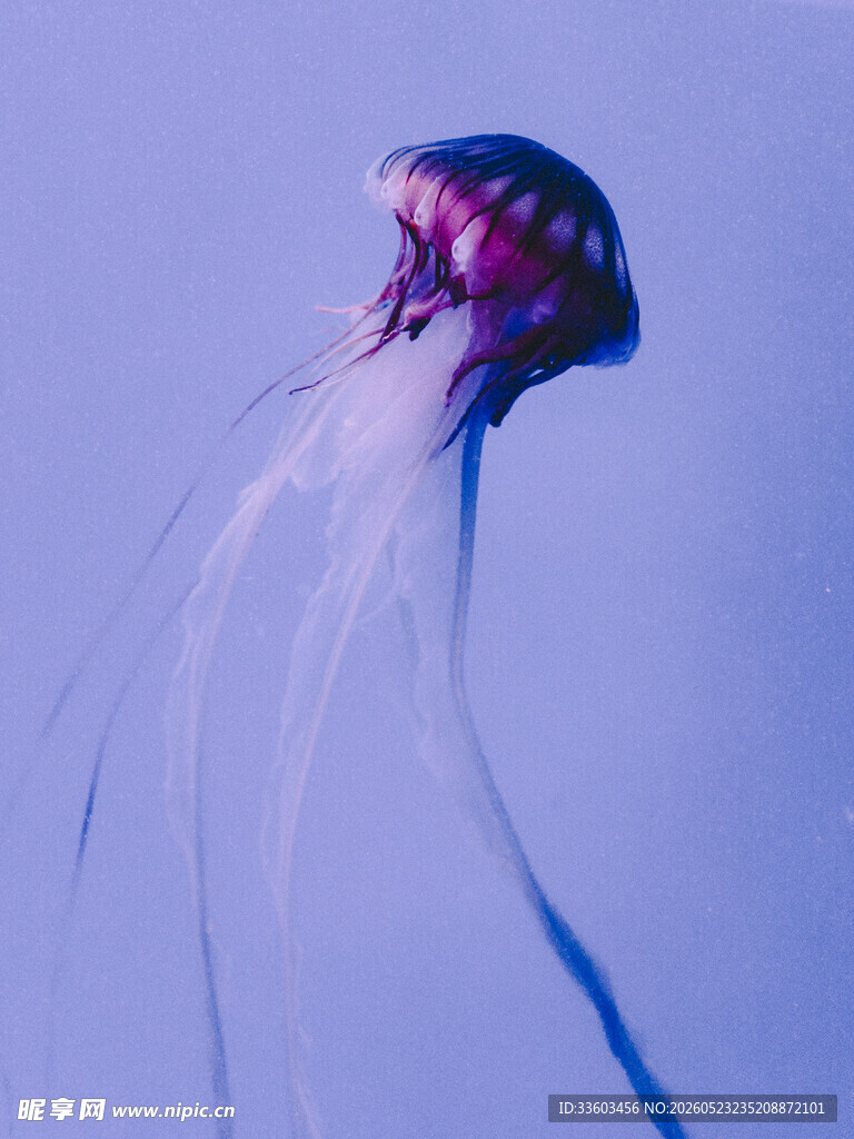 梦幻紫色水母在水中摇曳