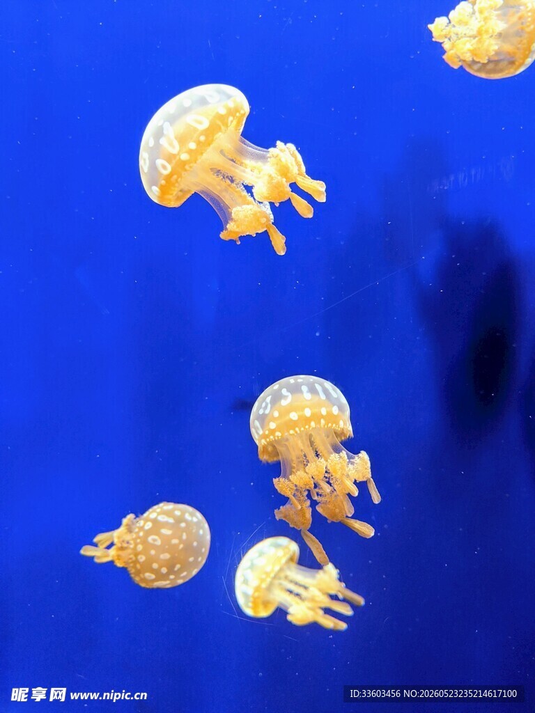蓝色背景下的梦幻水母