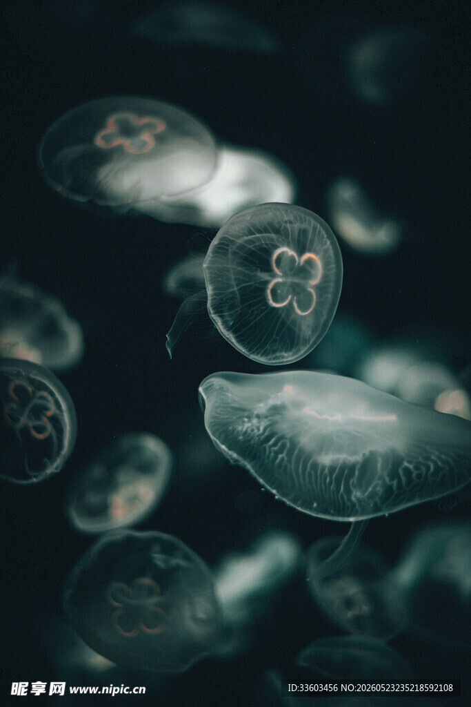 梦幻水母在水中轻盈漂浮