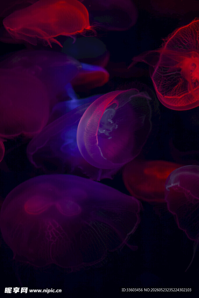 梦幻紫色水母群
