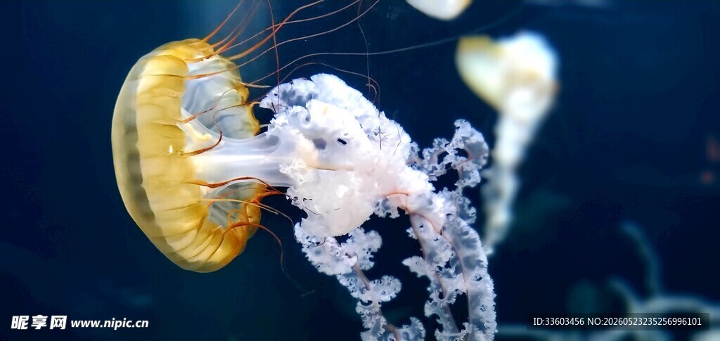梦幻水母在水中优雅游动