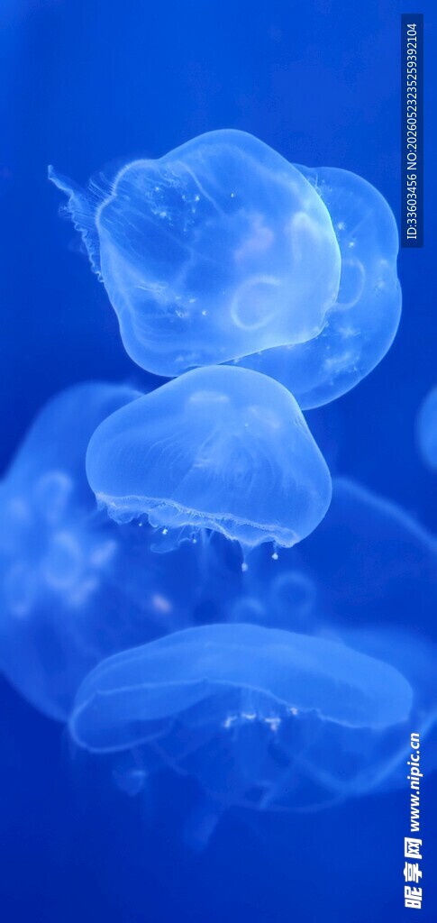 梦幻蓝色水母群