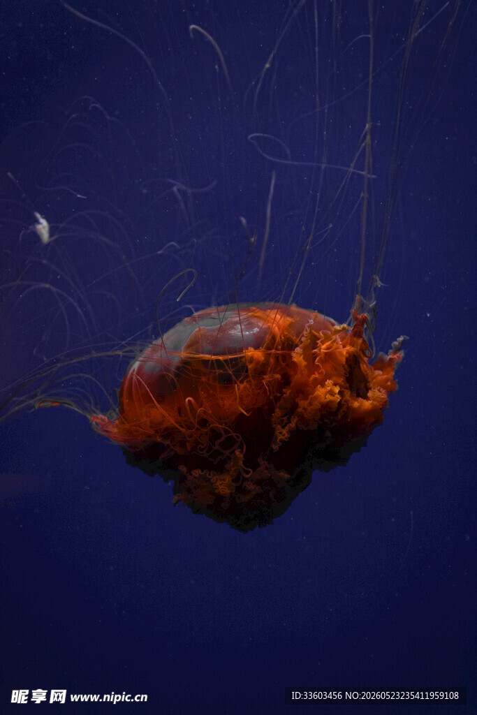 深海中的神秘橙色生物