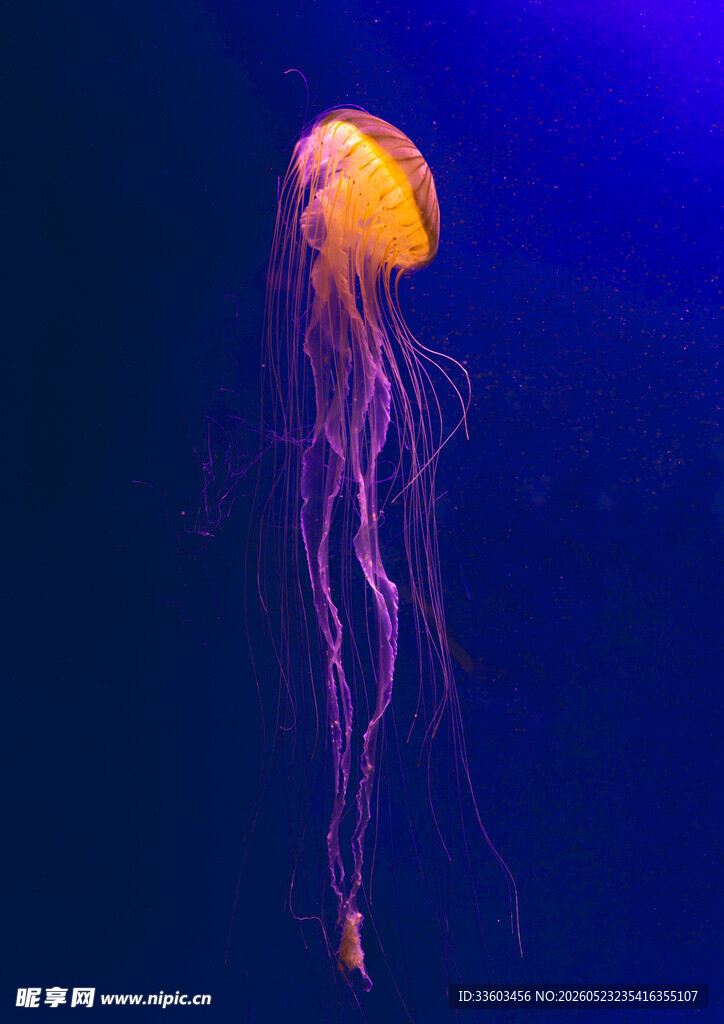 梦幻水母在深海中飘逸