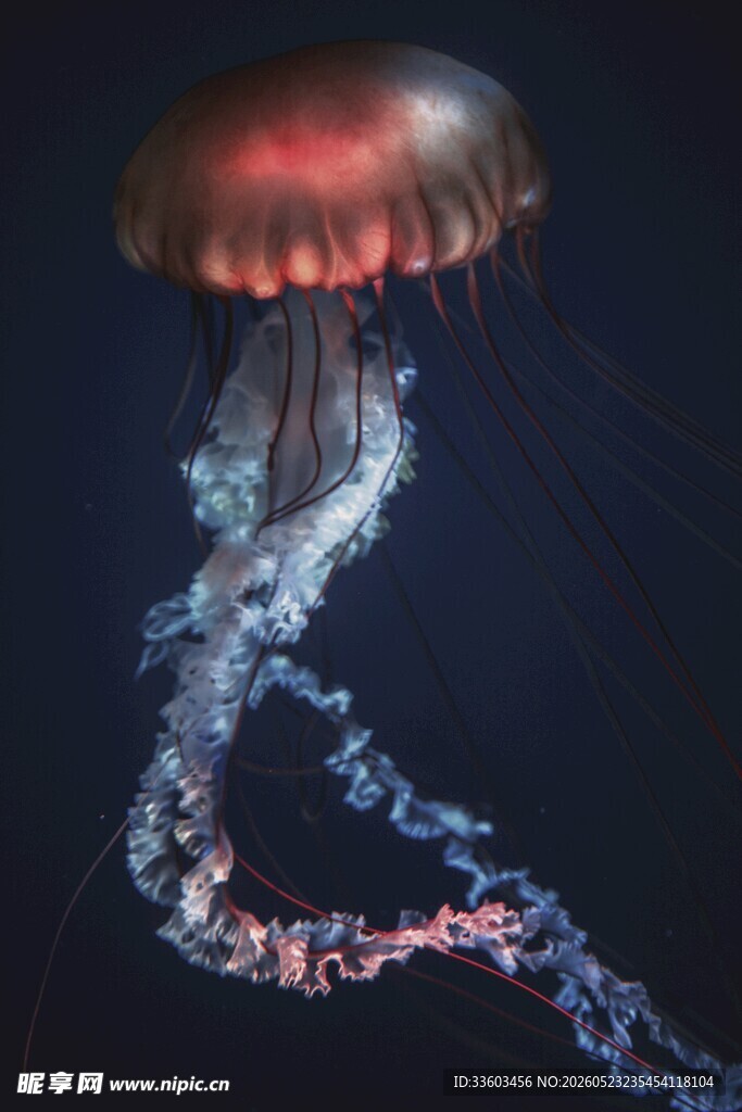 发光水母在深海中游动