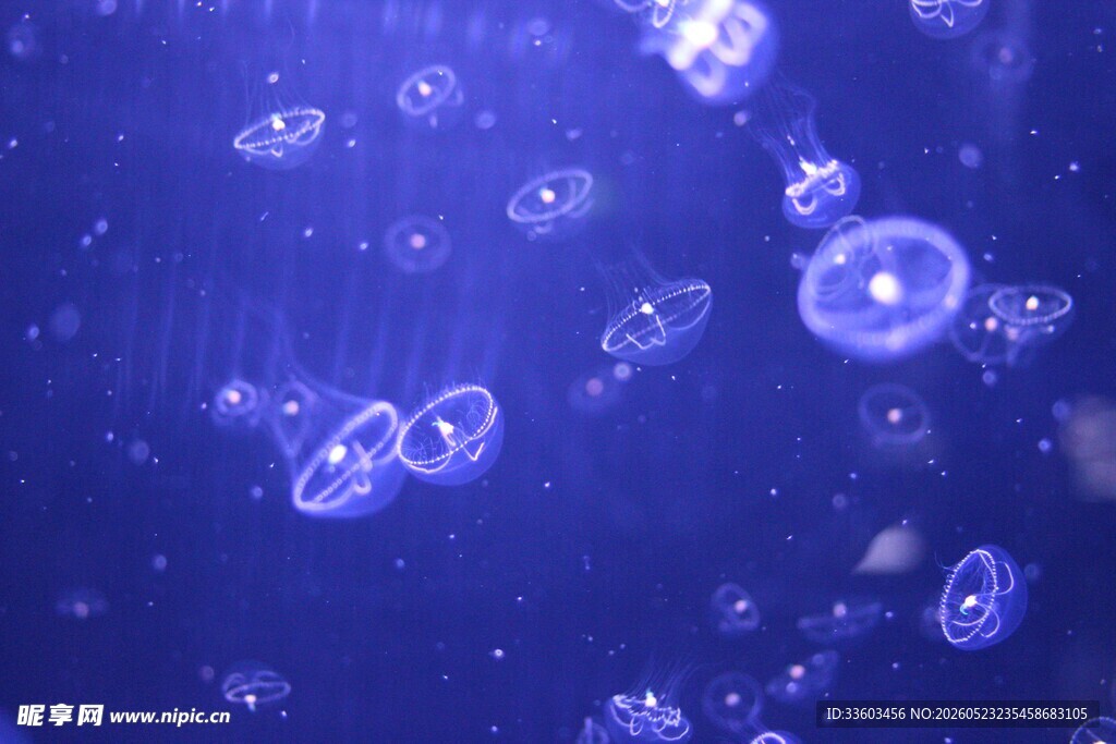 梦幻蓝色水母群游景象