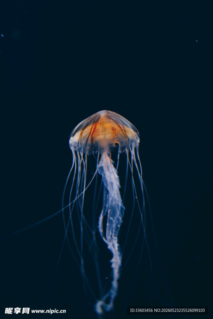 深海中游动的美丽水母