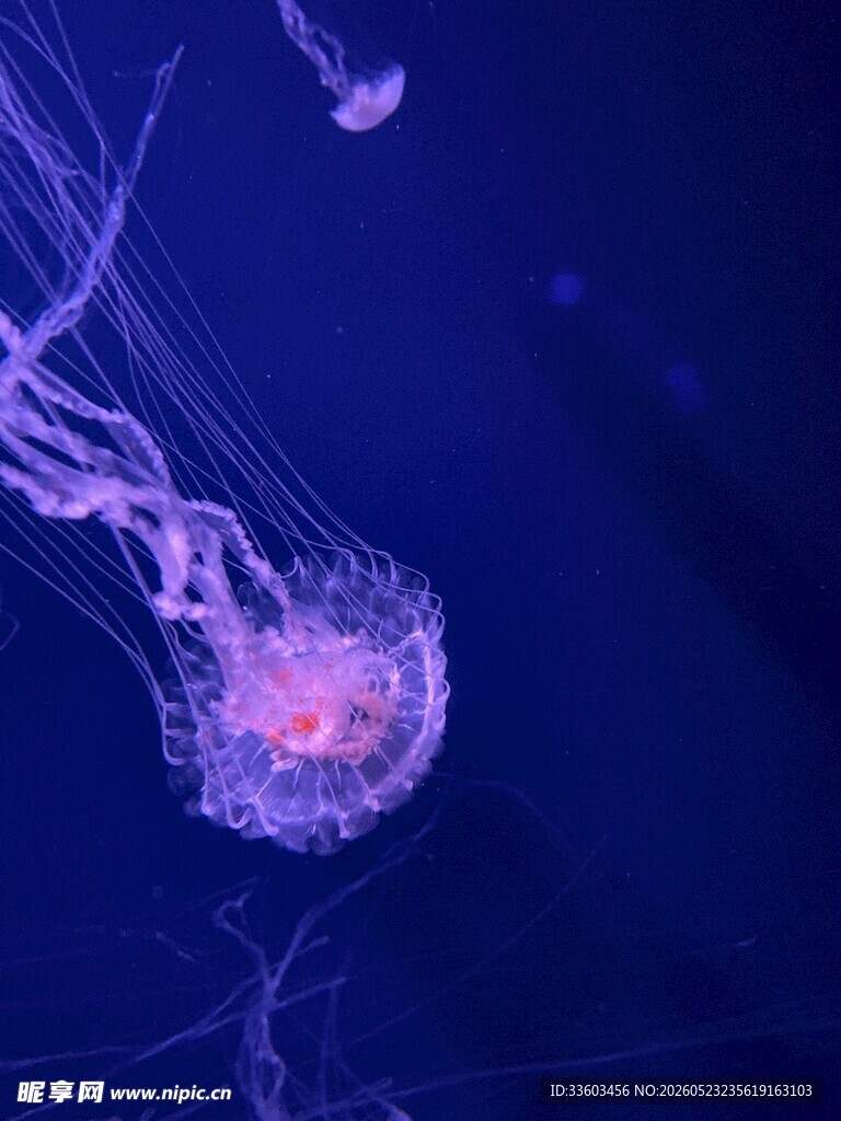 梦幻水母在深海优雅游动