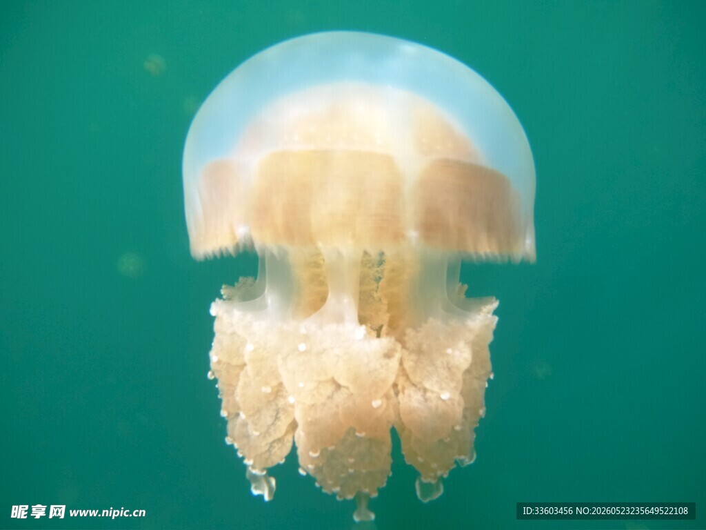 梦幻水母在水中优雅游动