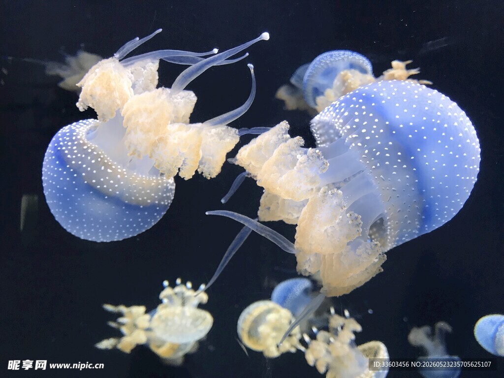 梦幻水母在水中轻盈舞动