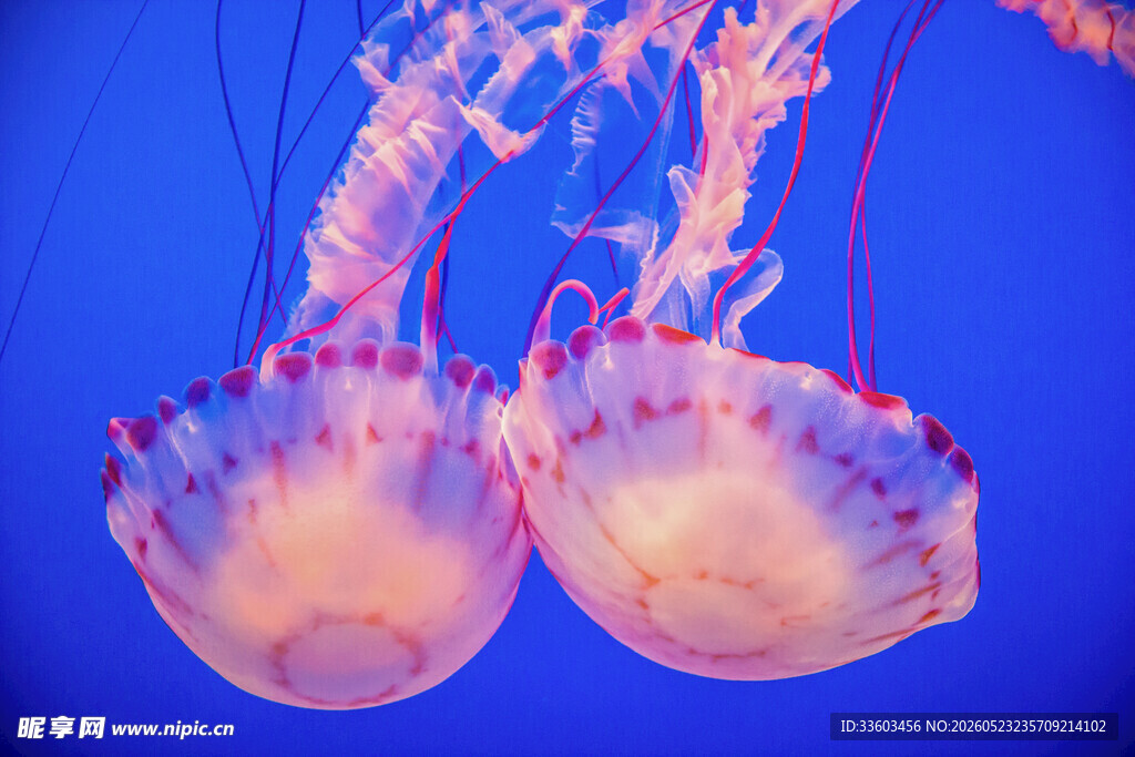 梦幻双生水母悠游奇幻海
