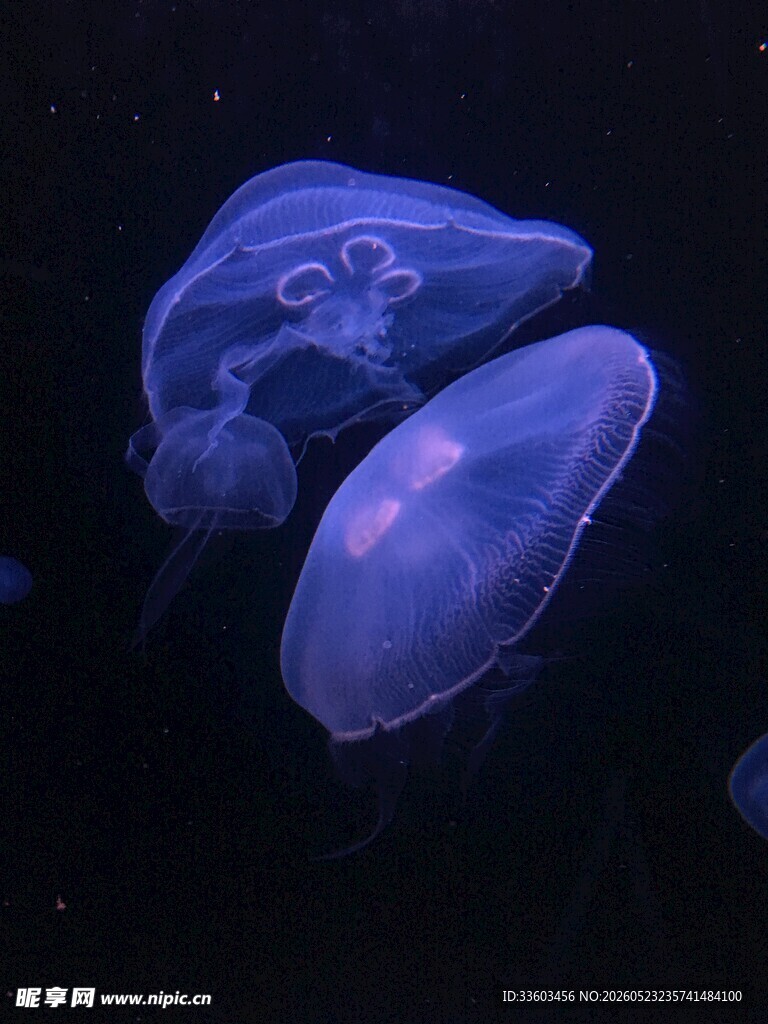梦幻水母在水中悠然游动