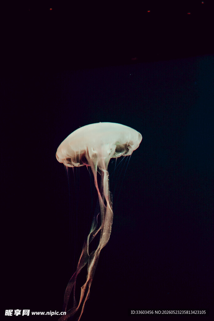 发光水母在深海中飘荡