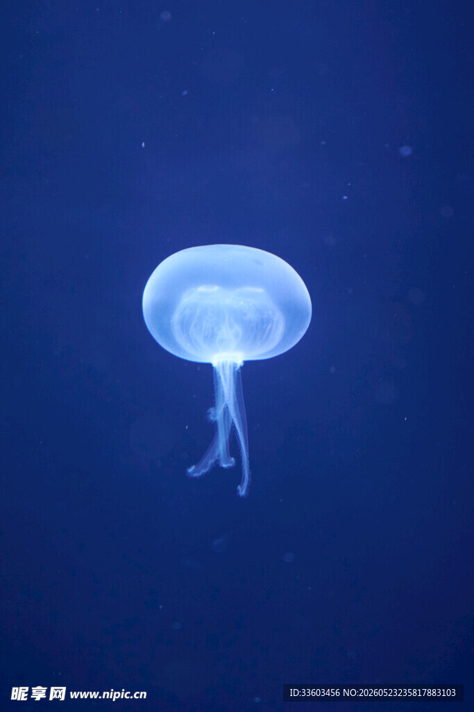 蓝色水母在水中游动