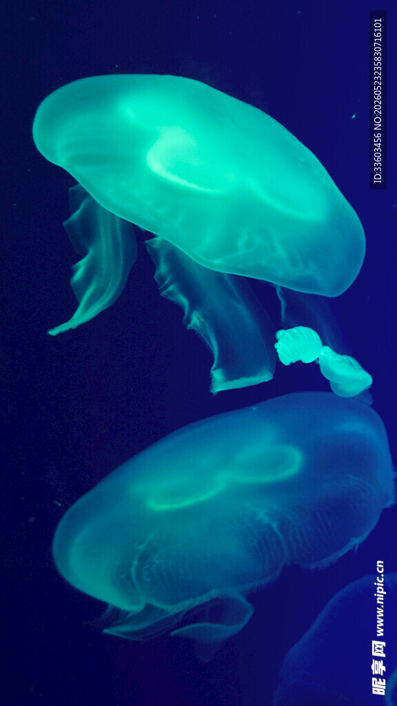 梦幻水母在水中优雅游动