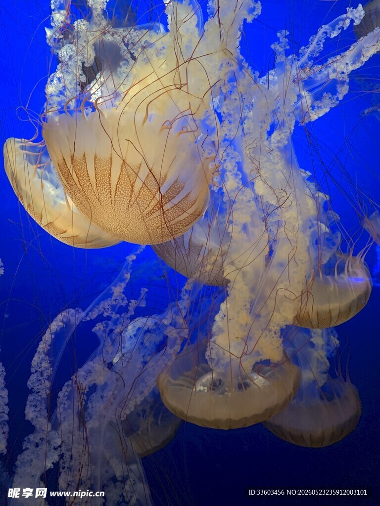 梦幻水母在蓝色海洋中游动