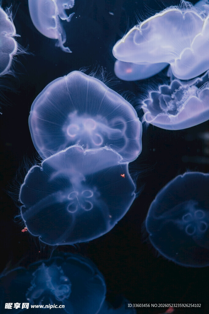 梦幻水母在水中轻盈漂浮