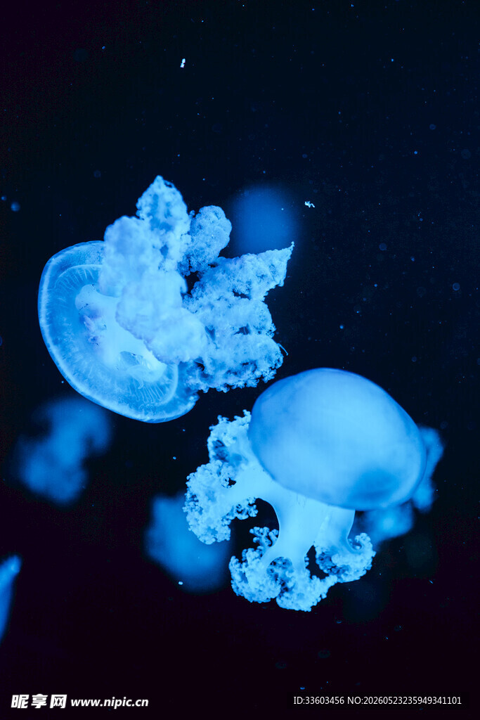 梦幻水母在水中优雅游动