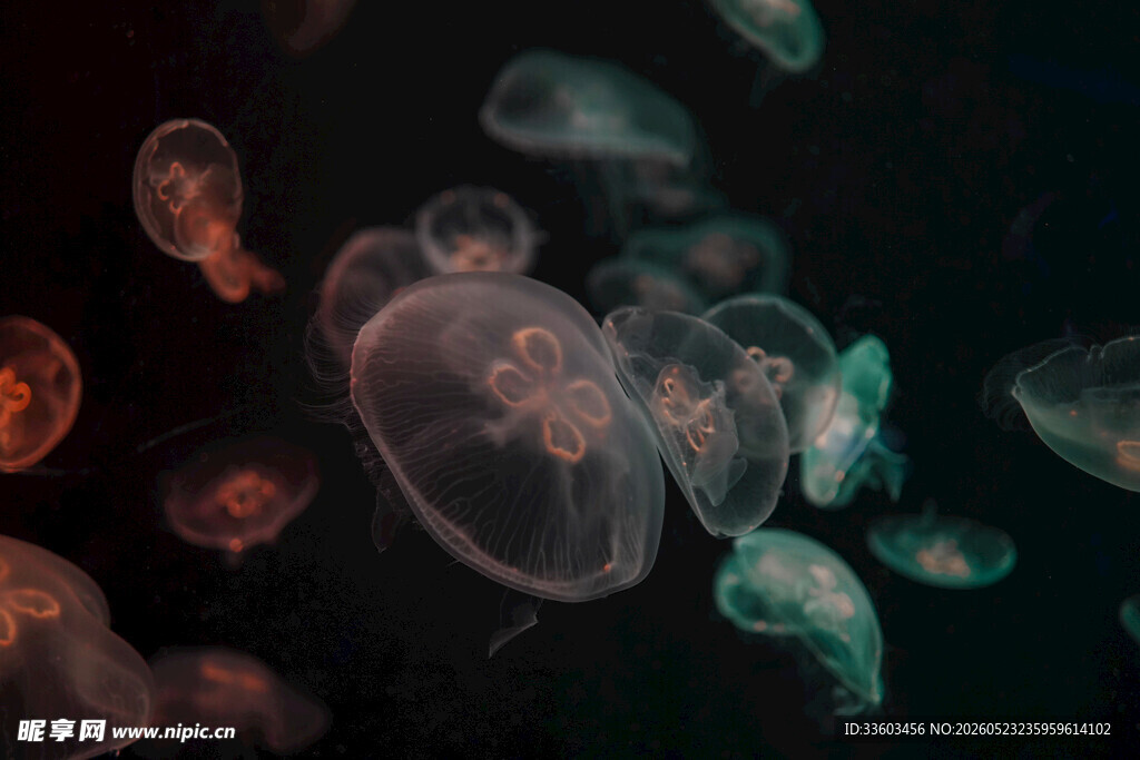 梦幻水母在深海中漂浮