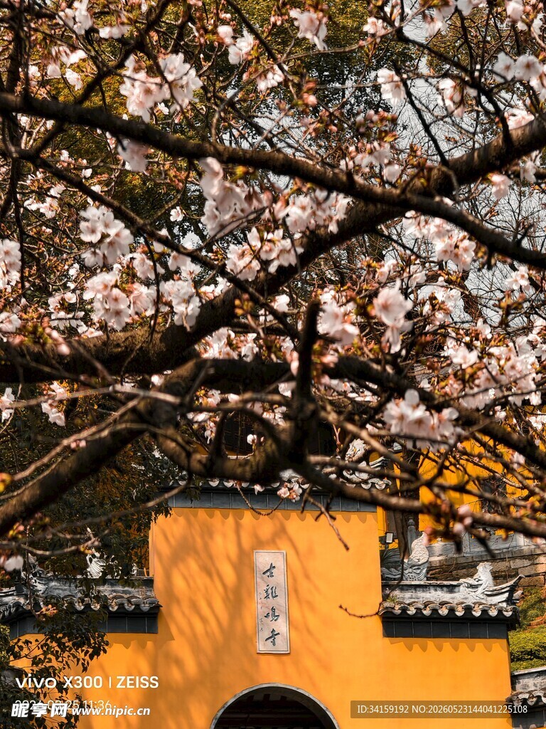 鸡鸣寺旁绽放的烂漫樱花
