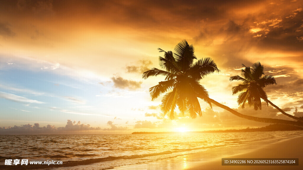 夕阳下的海边椰树美景