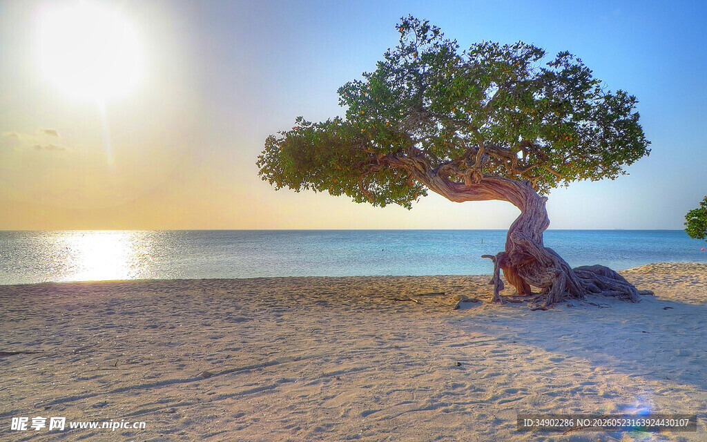 海边孤树迎日出美景