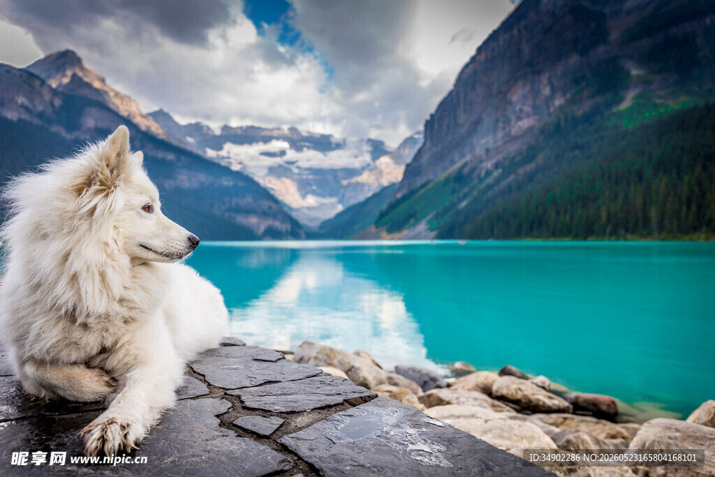 湖畔白犬赏绝美山水风光