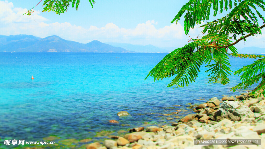 海边美景绿叶与湛蓝海水