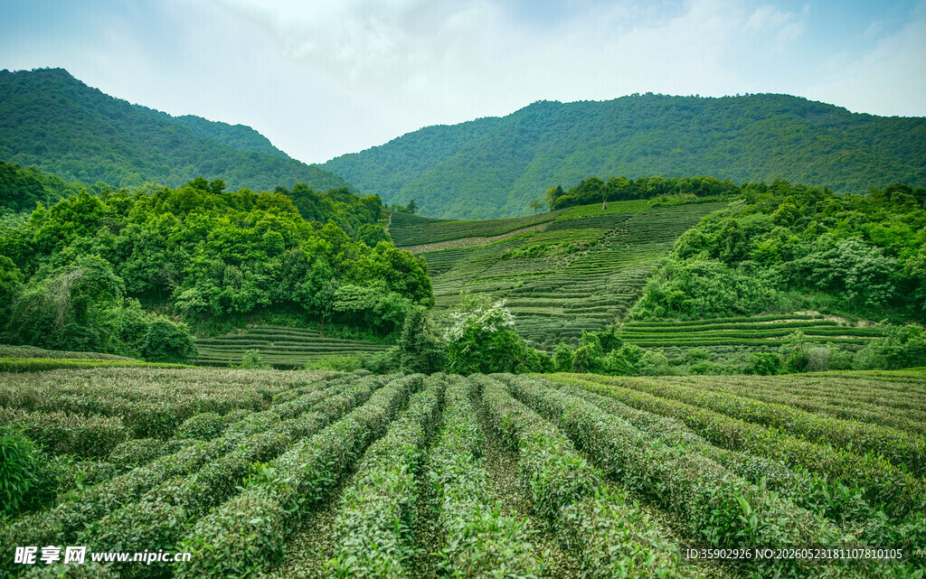 山间茶园风光