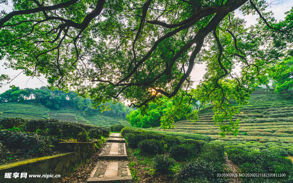 林间木桥自然静谧之景