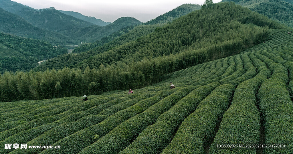 翠绿茶园静美山间风光