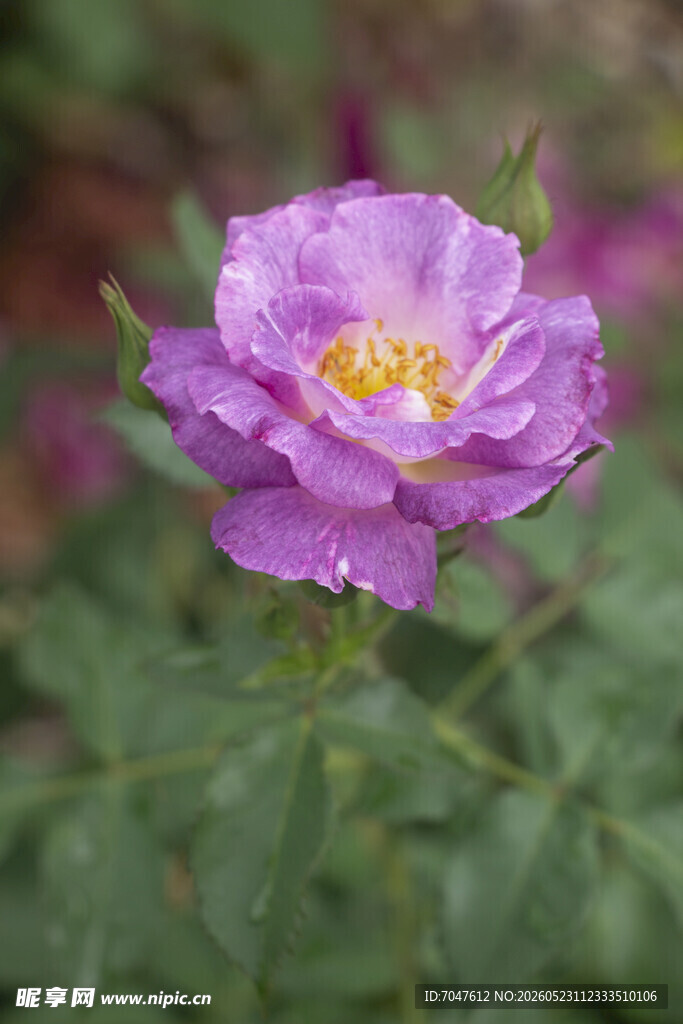 紫色娇艳月季花特写