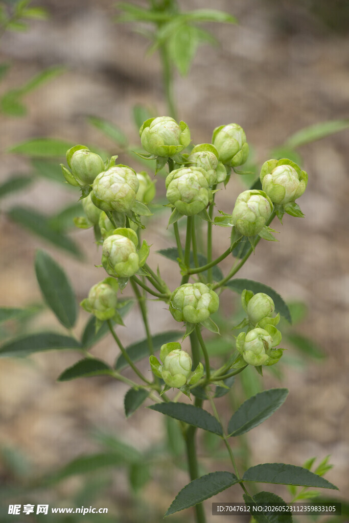 绿色月季花特写