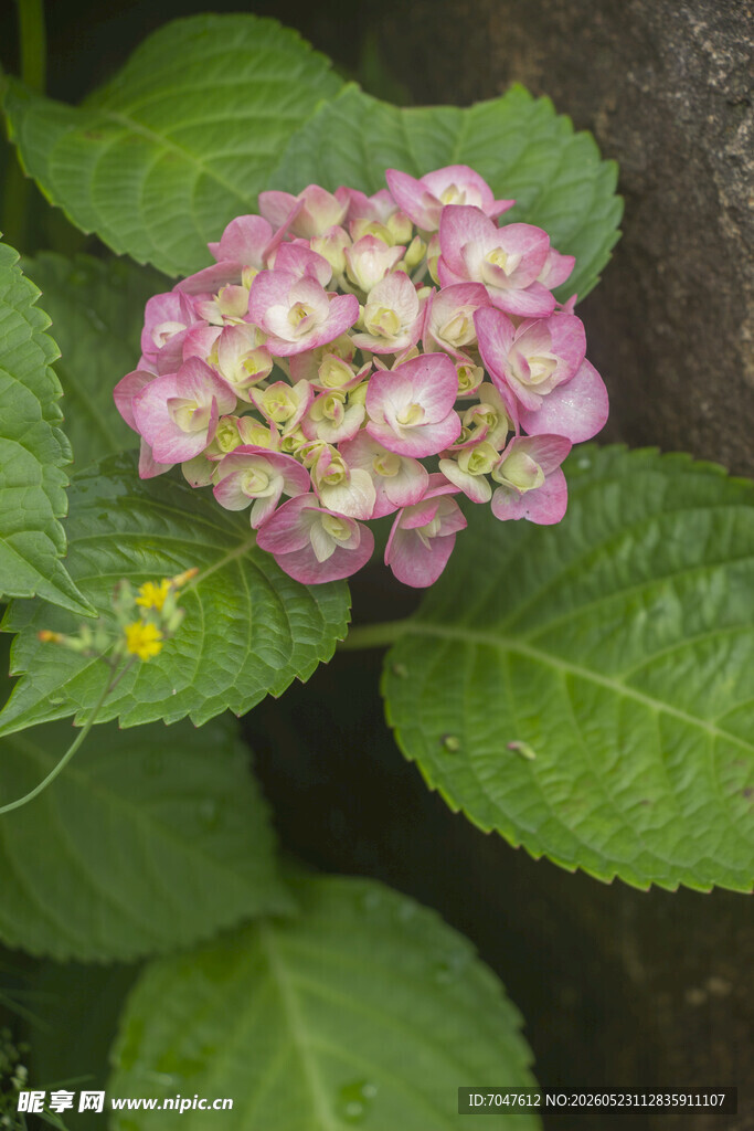 八仙花娇艳绣球花绽放绿叶间