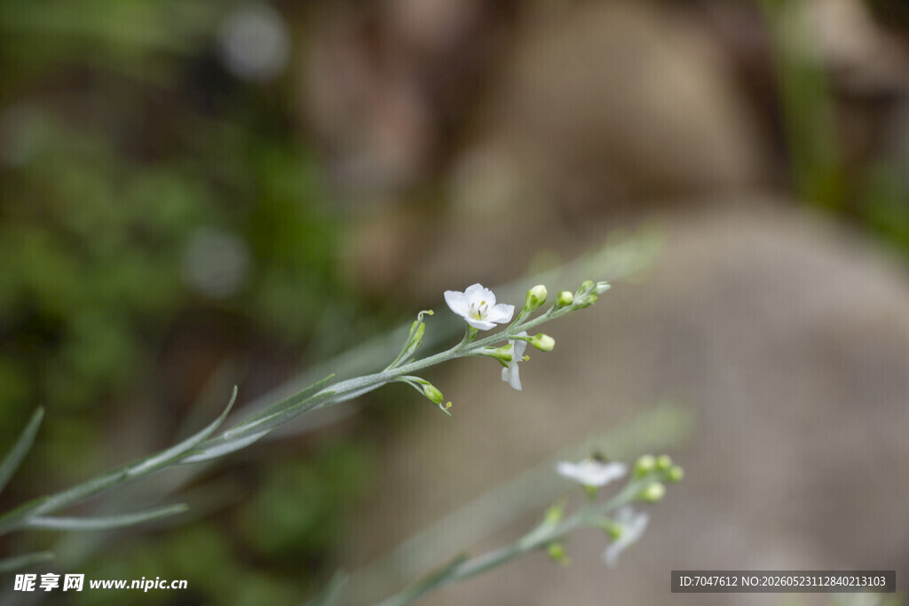 帚枝河星花白色小花特写
