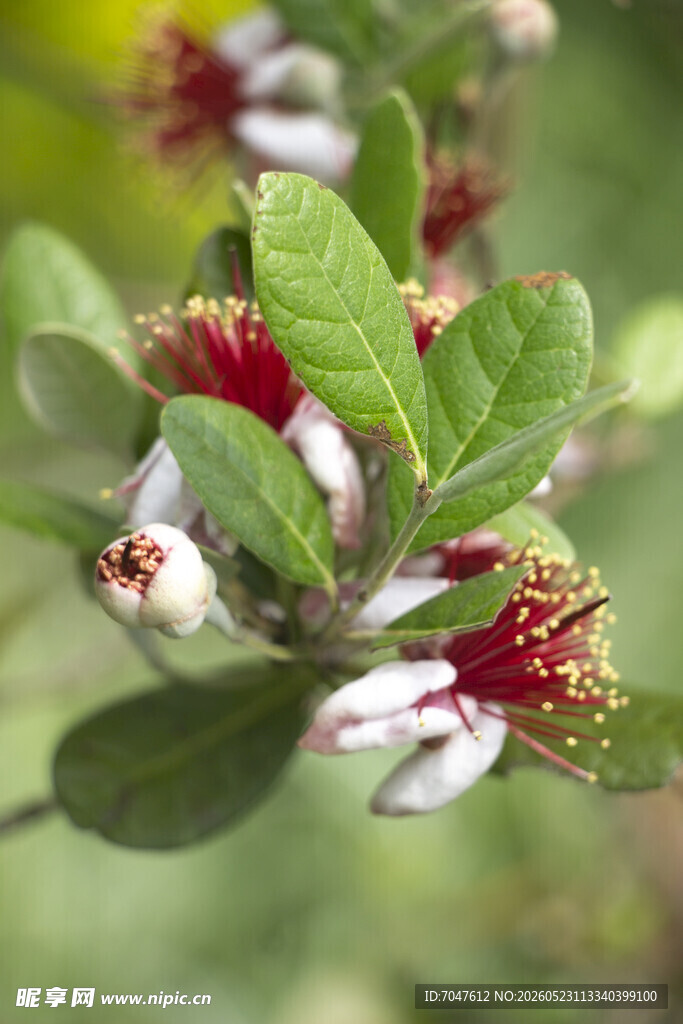 菲油果枝头绽放的红白相间花朵