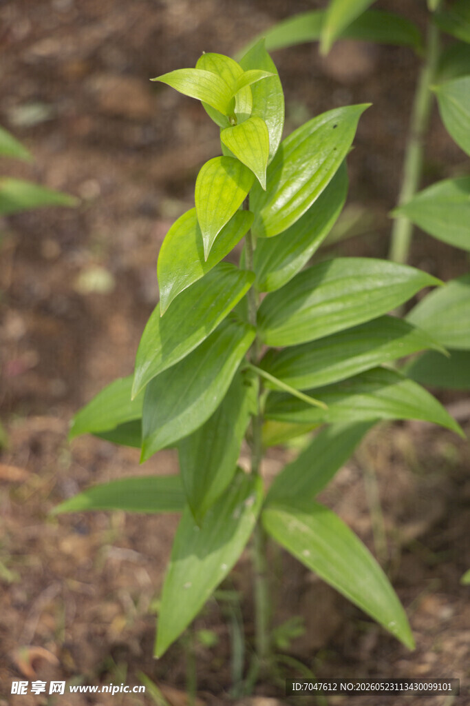 百合嫩绿植物幼苗生机盎然