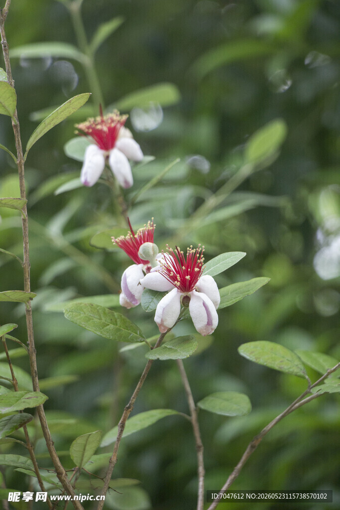 菲油果红白相间的美丽花卉