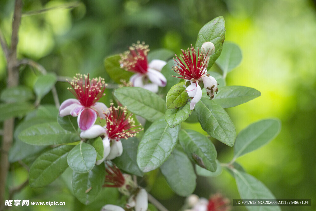 菲油果娇艳红白花朵绽放绿叶间