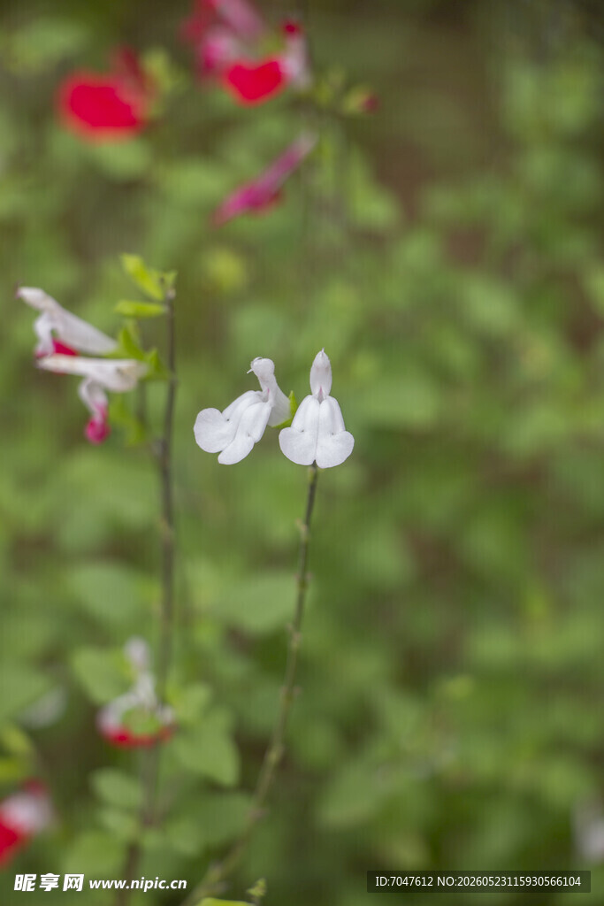 鼠尾草