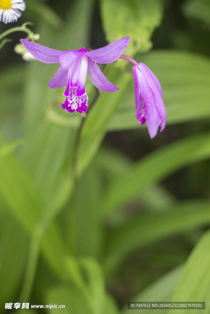 白芨紫色花朵绽放