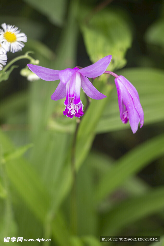 白芨紫色花朵绽放于绿叶间